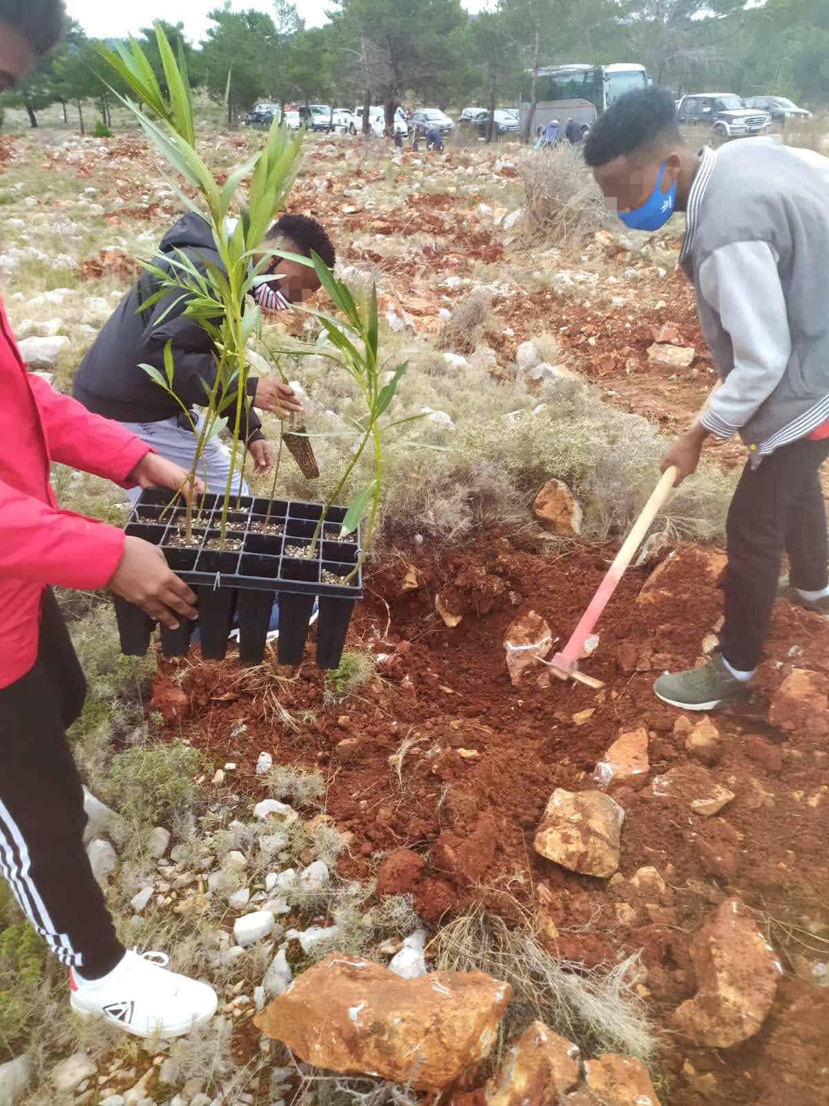 Metadrasi - METAdrasi chios tree planting 1