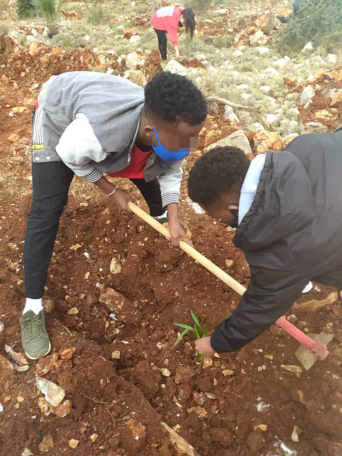 Metadrasi - METAdrasi chios tree planting 3