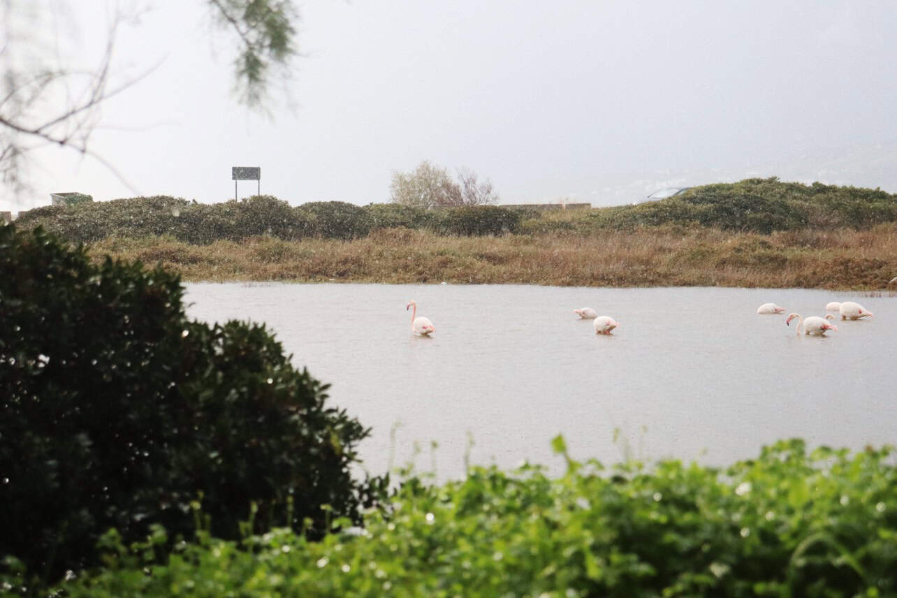 Metadrasi - The unaccompanied children of our Samos shelter get in touch with the special natural beauty of the island 2 Metadrasi - METArasi samos flamingos 2