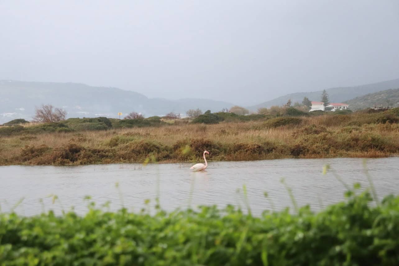 Metadrasi - The unaccompanied children of our Samos shelter get in touch with the special natural beauty of the island 4 Metadrasi - METArasi samos flamingos 4