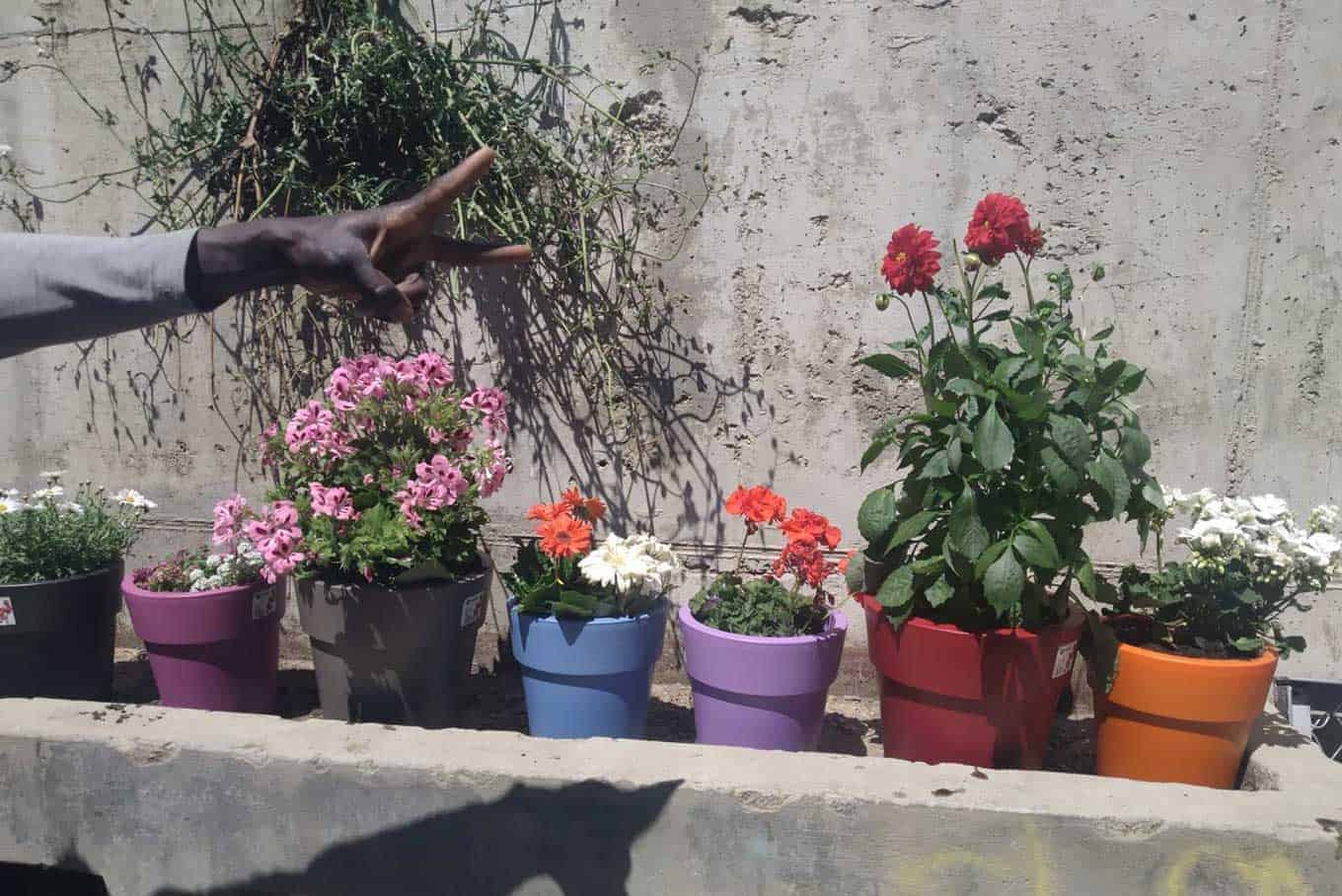 Metadrasi - metadrasi safe area flowers 5