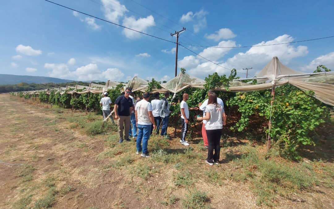 Εργασιακή συμβουλευτική στην καλλιέργεια του κρασιού