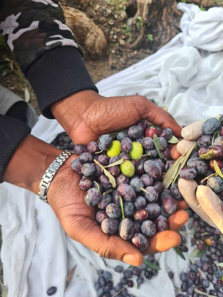 Olive Harvest by the children of our Accommodation Facility in Samos