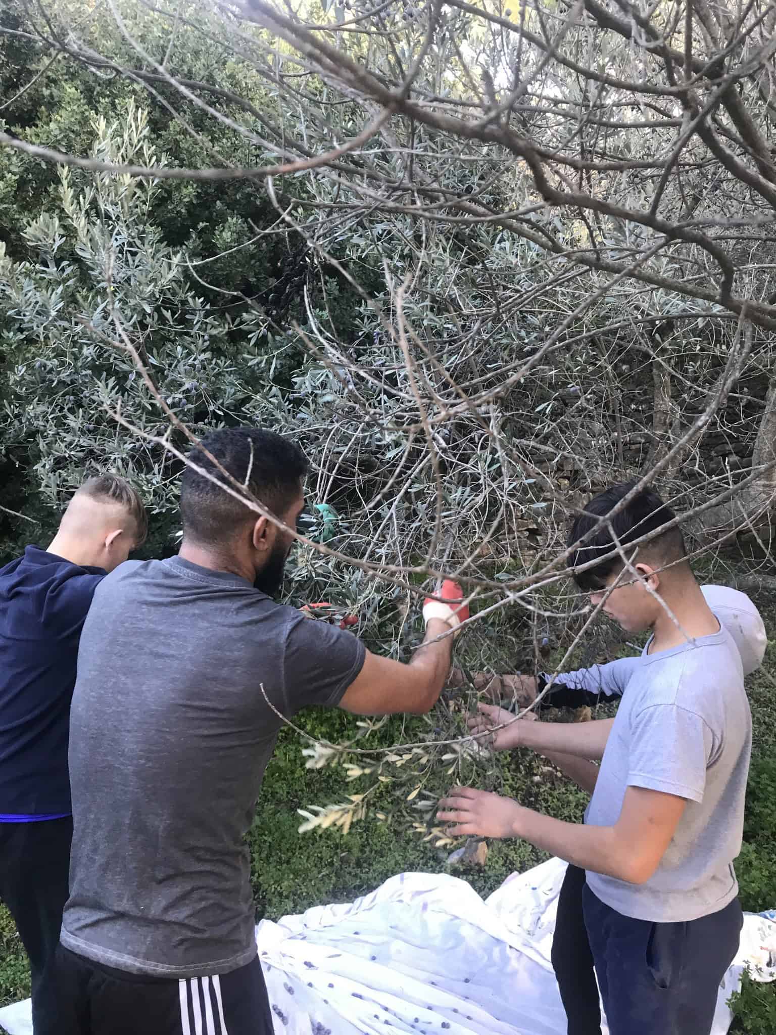 Metadrasi - Συλλογή ελιάς από τα παιδιά της Δομής μας στη Σάμο 6 Metadrasi - METAdrasi Facility Samos 4 1