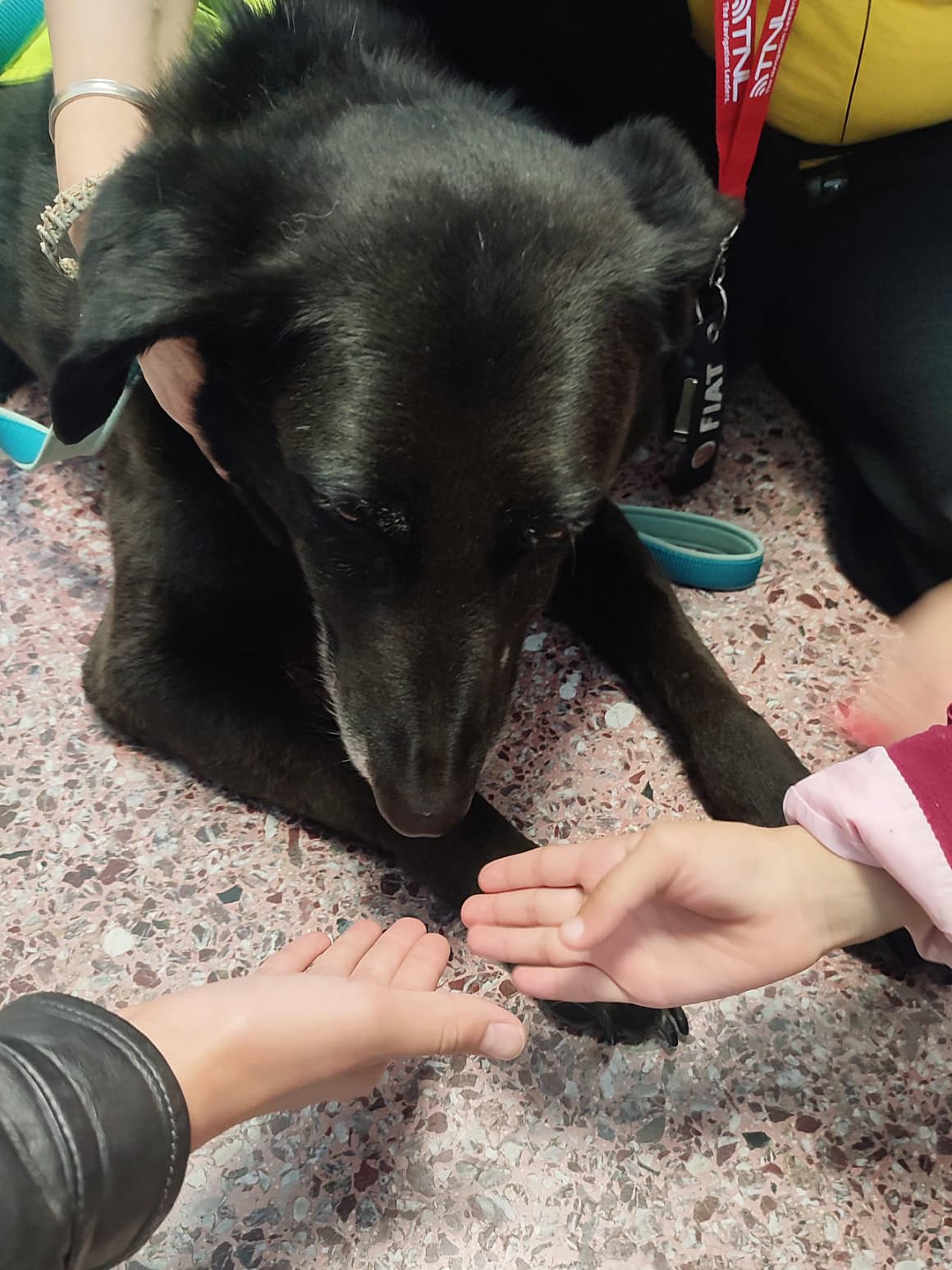 Metadrasi - Two therapy dogs visit our education center 3 Metadrasi - METAdrasi SAPT 2