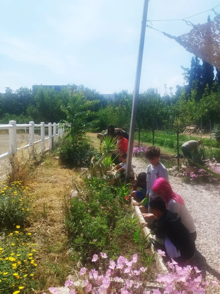 Metadrasi - IMG 20250530 105350